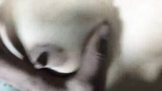 Indian step girl & big step boy friend hardcore indian sex - 5 image