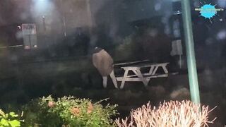 Street hotty abased and copulates a fake cock in the street for a man