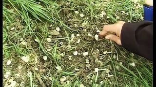 Kugluxlan Opfergabe - 1 image